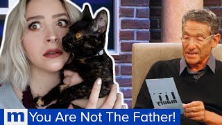 DNA testing my kitten | basepaws (at home cat DNA test review)