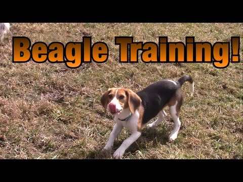 training-a-beagle-to-hunt-rabbits