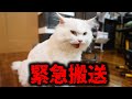 パールが倒れて、救急搬送されました。
