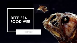 Exploring the Deep Sea Food Web screenshot 4