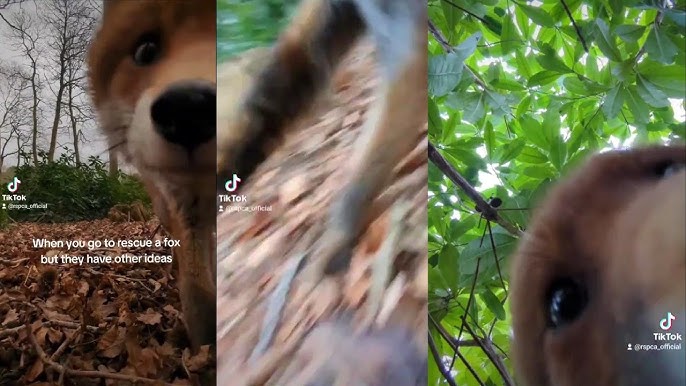 Injured Fox Steals Animal Rescuer S Phone