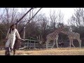 東山動物園のキリンの飼育員が凄い の動画、YouTube動画。