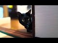 前世が悪の組織界隈なのでやられそうになるといや〜んと言って逃げ出す黒猫