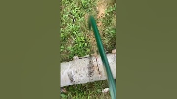 Using a bow saw to cut up a fallen birch tree limb - it’s hard work