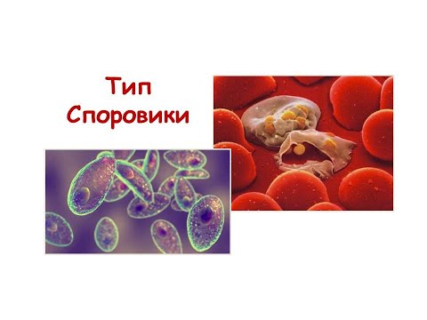 Тип Споровики. Малярийный плазмодий и токсоплазма.