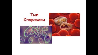 Тип Споровики. Малярийный плазмодий и токсоплазма.