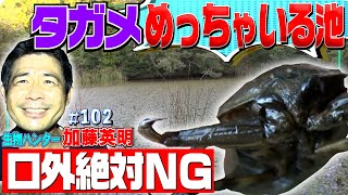 【口外絶対NG！】絶滅危惧種タガメが大量繁殖する秘密の池！日本最大の水生昆虫めっちゃいる！≫生物ハンター加藤英明・Japan wild hunter