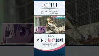🐦アトリ紹介動画｜ナレーション：#アトリ（CV.#赤尾ひかる）#ATRI