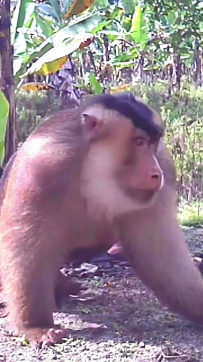 🔴The king of monkeys is finally out of #shorts