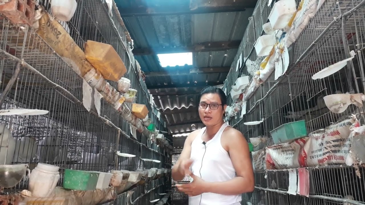 Mẹo xử lý bồ câu bố mẹ đẻ không có cồ