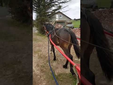 Julius Heart Født 2019 Innkjøring Med Vogn Snart 10 Måneder 