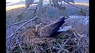 The morning nookie and nestbuilding! Latvian White-tailed Eagles. 07 March 2022