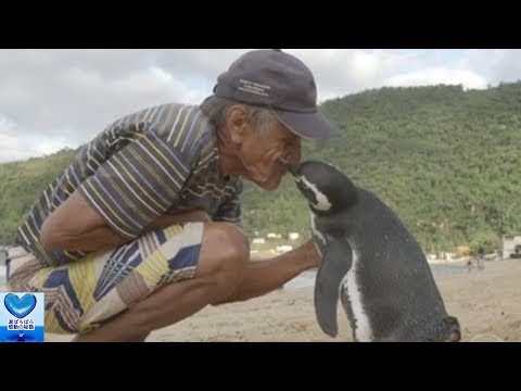 命を救ってくれたおじいさんに会うために毎年やってくるペンギン【感動】