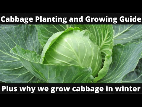 Video: What is Winter Cabbage: Tips for Cabbage Winter Growing