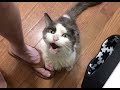 全身の毛がボロボロの状態で助けを求めてきた猫。保護してもらえたのが嬉しくて、ギュッと抱きしめたまま寄り添い続ける【感動する話】