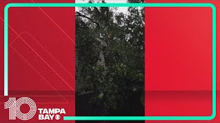 Possible Tallahassee tornado brings down trees, causes property damage