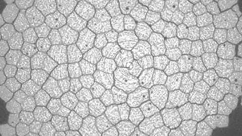 Xray tomography of columnar joints in cornstarch.