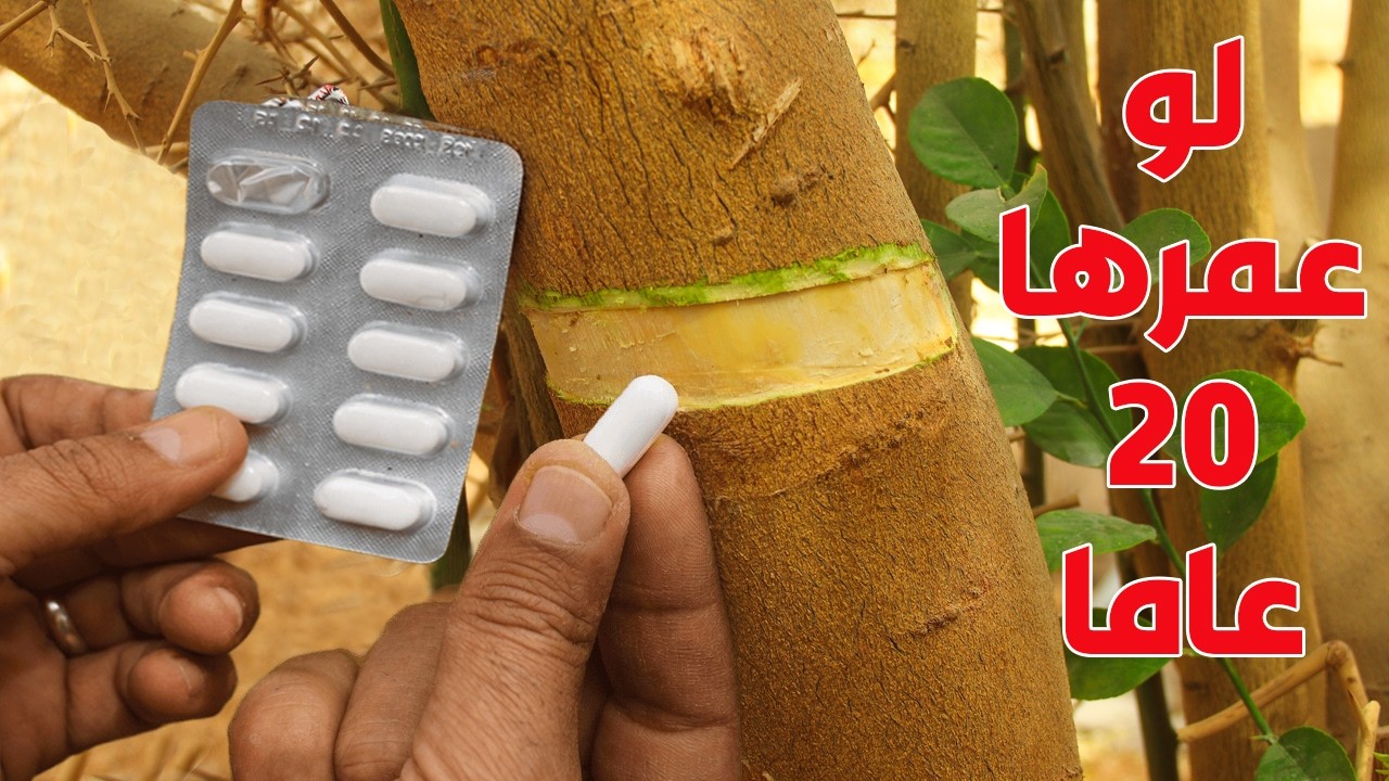 حيلة خطيرة تجعل أي شجرة متوقفة عن الإثمار تُثمر بغزارة