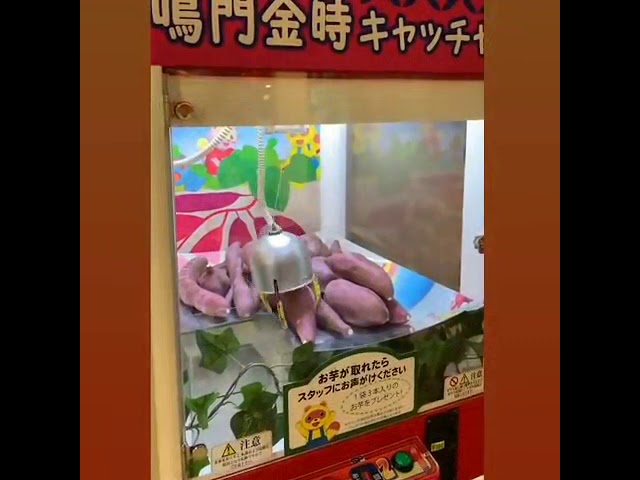 鳴門金時キャッチャー Youtube 鳴門金時キャッチャー Youtube