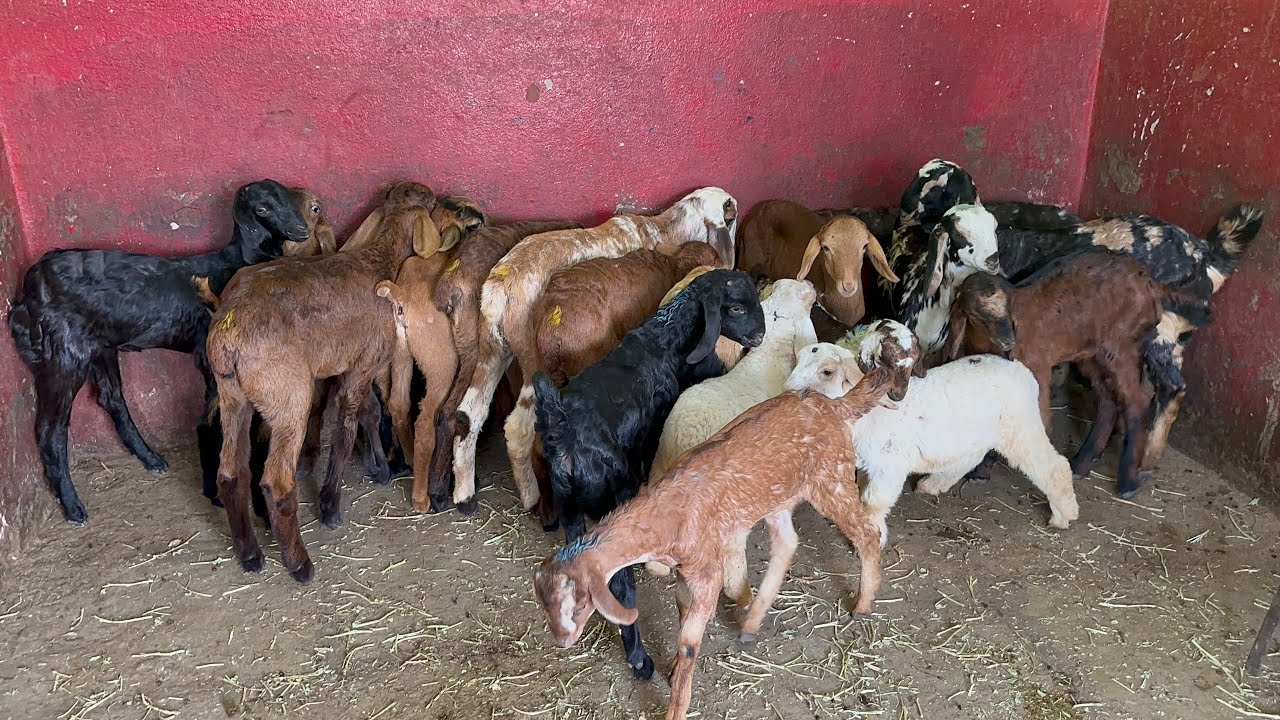 Multiple breeds at one place MGS