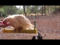 Chicken on a Swing (Sorta)