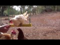 Chicken on a Swing (Sorta)