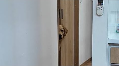 予告【切り抜き】突然の雷雨に怖くて怖くてしょうがない犬。