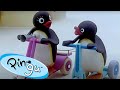 Pingu Surprises Everyone рџђ Pingu Official Channel Cartoons For Kids Pingu Surprises Everyone рџђ Pingu Official Channel Cartoons For Kids