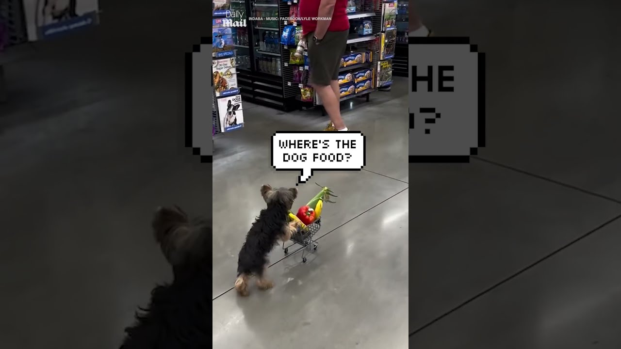 Clever Dog Pushes Shopping Cart Through Store