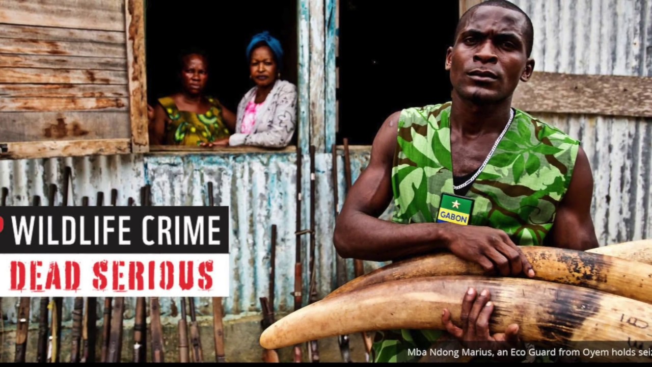 PolicyBrief: Dismantling Wildlife Trafficking and Poaching in Africa