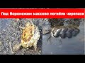 Массовая гибель черепах на черепашьем озере под Воронежем.  Маклок 19 апреля