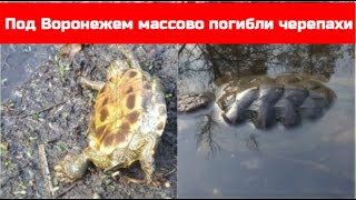 Массовая гибель черепах на черепашьем озере под Воронежем.  Маклок 19 апреля