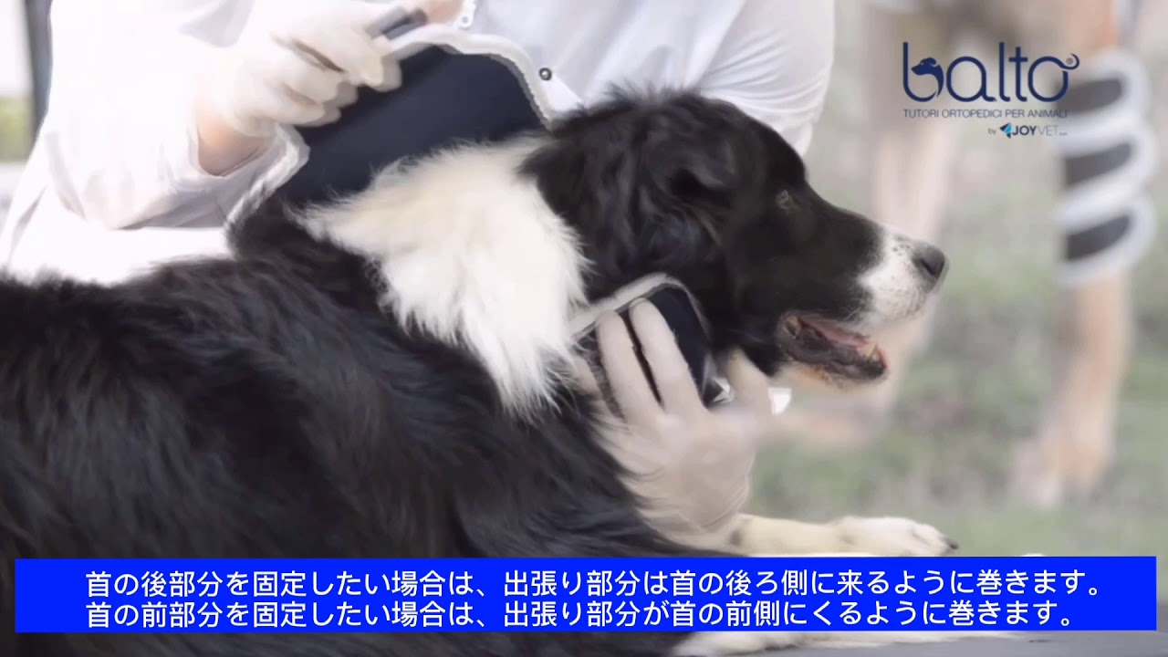 装着動画一覧 犬用コルセット 介護用品の販売 アニフル 装着動画一覧 犬用コルセット 介護用品の販売 アニフル