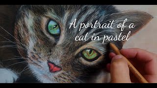 Portrait of a cat using pitt pastel pencils