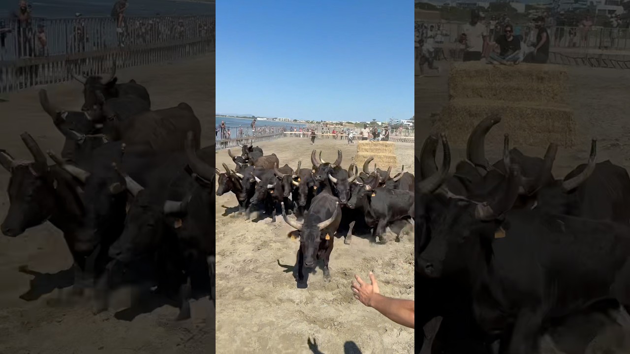 Abrivado 15 taureaux à la plagette du Grau du Roi avec la manade  Jullian