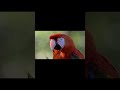 Beautiful Birds in Nature PART 5🕊️ | 4K HDR 60FPS Dolby Vision Mind Relaxing Shorts #Shorts