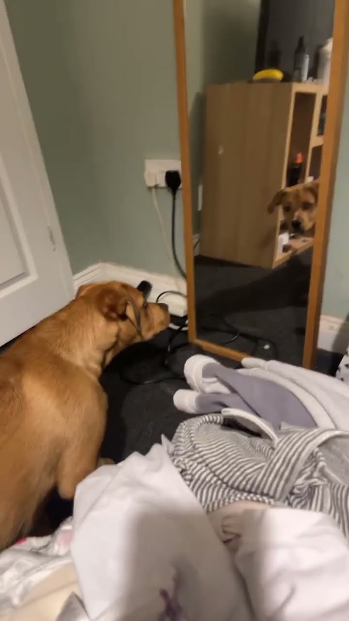 Dog Confronts His Reflection in the Mirror || ViralHog