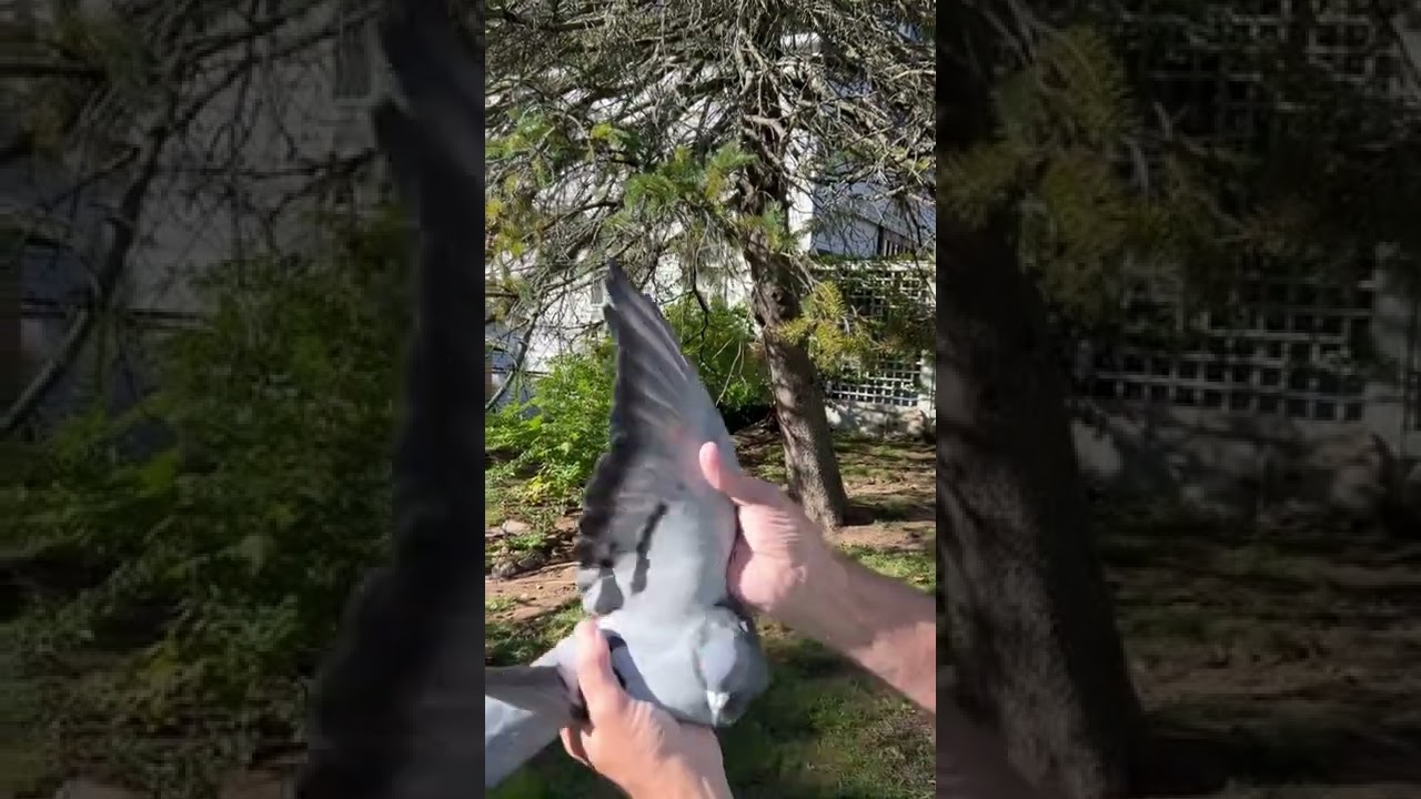 McLaughlin Lofts Pigeon Store MCLOFTS 21 559 YouTube