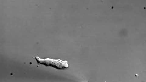 Chemotaxing Dictyostelium cells