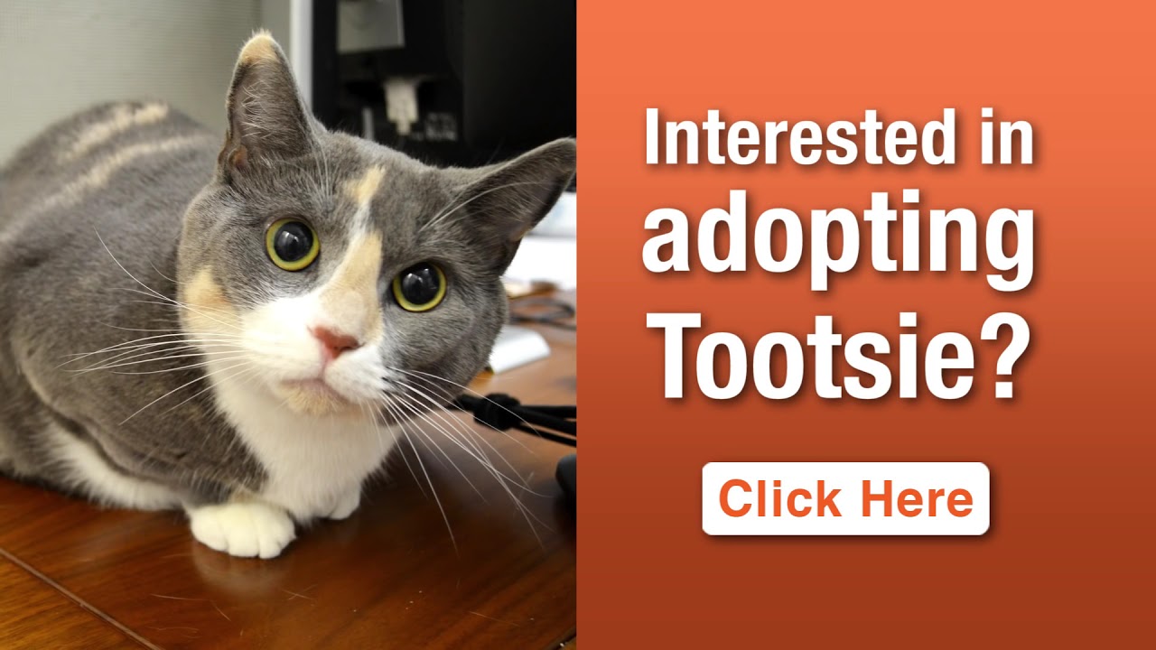 cute cats for sale Meet Tootsie, the ASPCA Pet of the Week