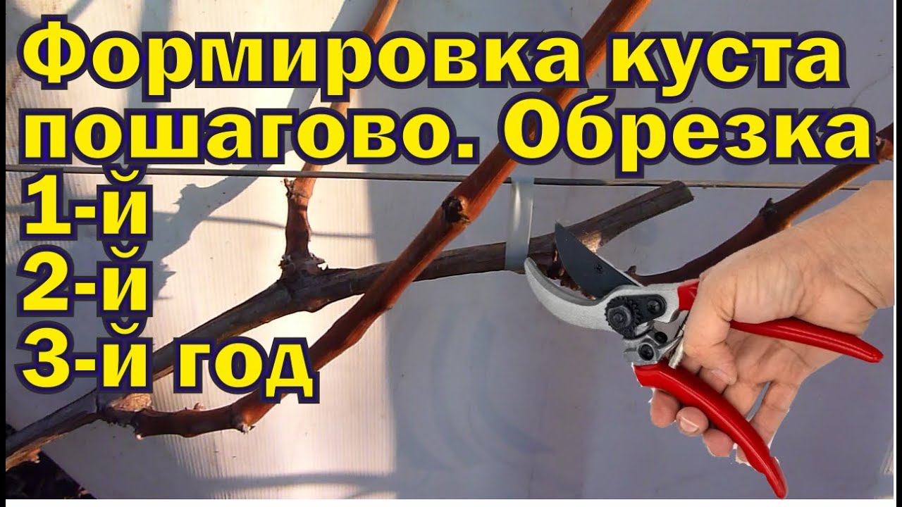 Пошаговая формировка виноградного куста, обрезка 1, 2-х, 3-х летних кустов.