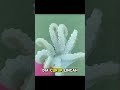 kerang tower