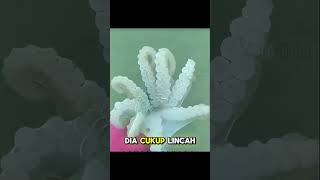 kerang tower