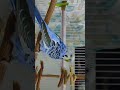 #blue #budgies #love #music #playtime
