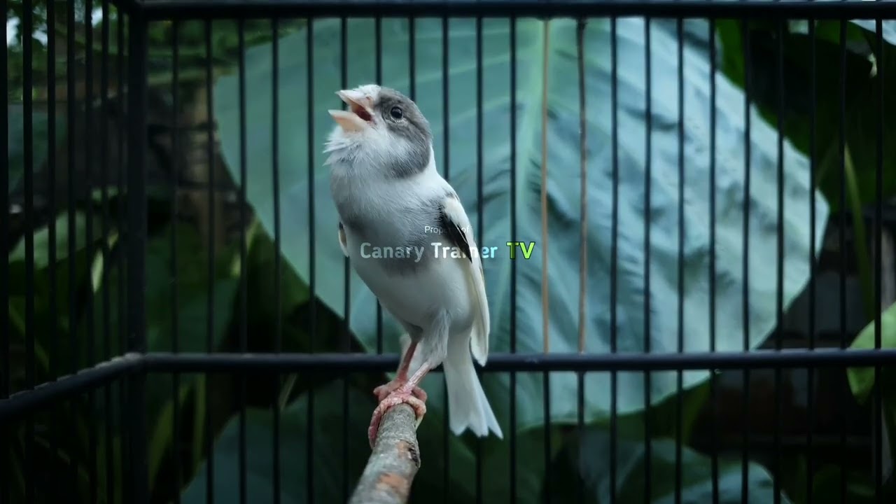 Мотивирующий звук канарейки: мгновенная реакция вашей птицы