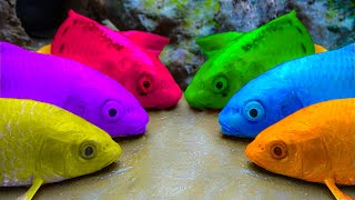 Stop motion ASMR - Catfish hunting Colorful carp koi fish|Peces koi de colores | Rana gigante |