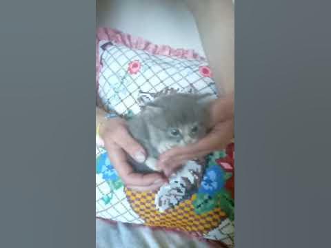 Маленький пухнастик - YouTube
