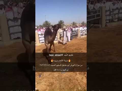 قعود بحراج الهرش ابو مشعل السلوم تم البيع ب١٠٠الف تغطية من سناب ه اوي الن ج د