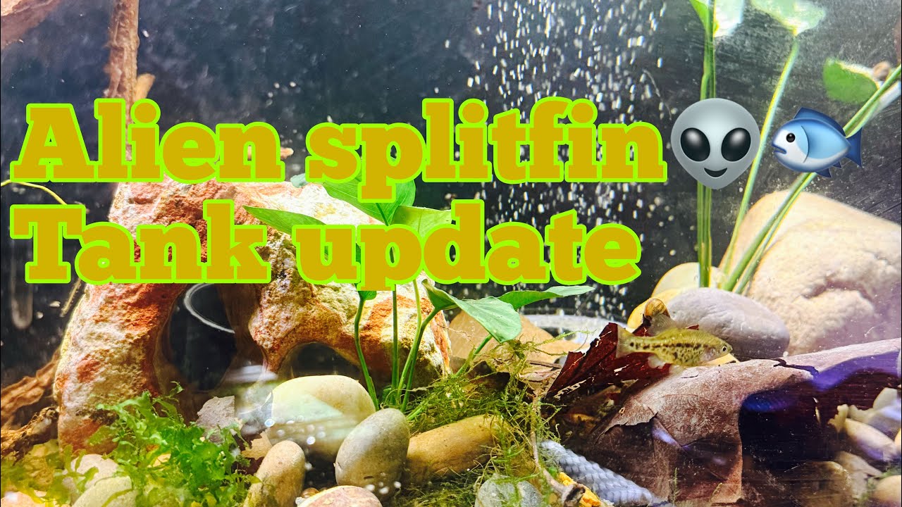 Alien splitfin tank update | care species | 
