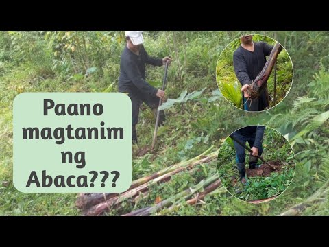 Video: Ano Ang Binhi ng Abaka - Mga Tip Para sa Pagtatanim ng Abaka Sa Hardin